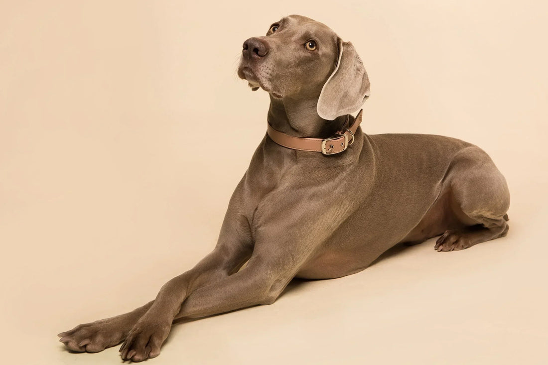Case Study: Ruff Retreat